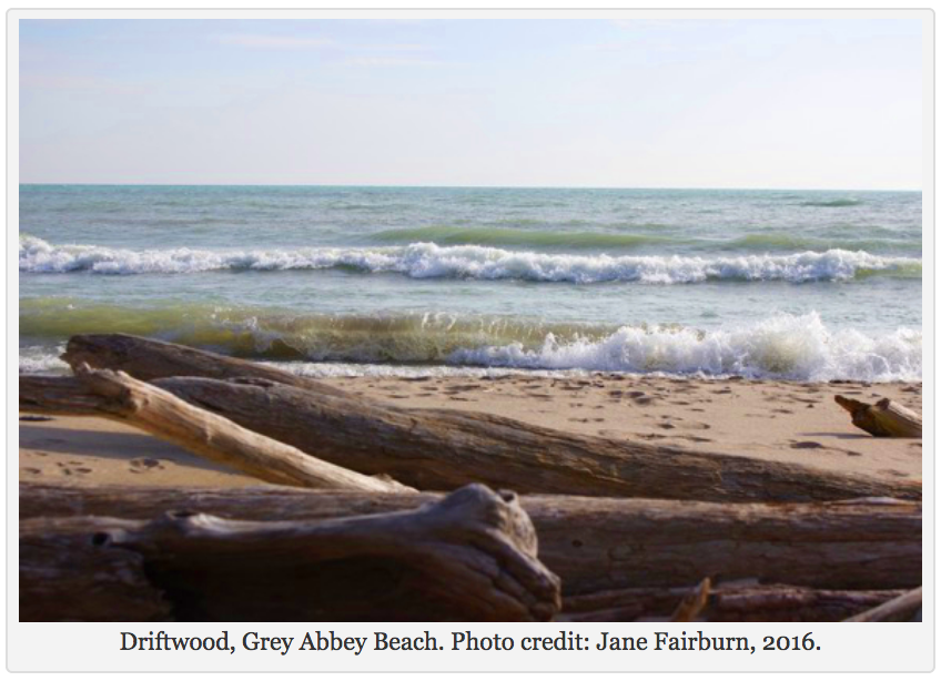 Driftwood, Grey Abbey Beach